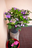 26-exterieur-fleurs-9977-5633